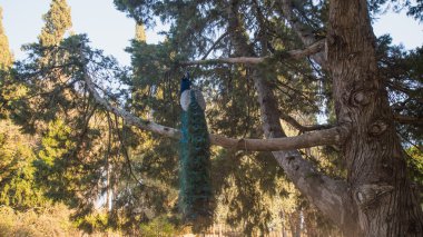 Ağaç üzerinde oturan tavuskuşu fotoğraf