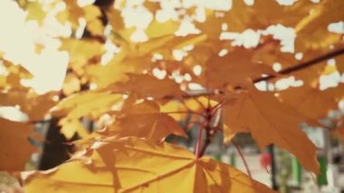 Sonbahar ormanı güzeli. Altın ağaç yaprakları. Güneş ışığı. Mavi gökyüzü.