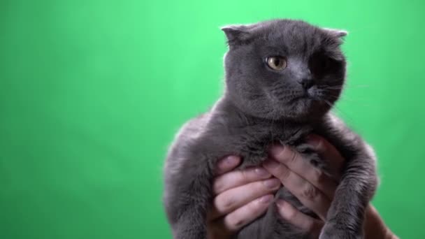 Голубая шотландская кошка в руках на фоне зеленого экрана — стоковое видео