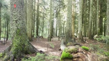Genç ağaçların yoğun çalılıklarıyla dolu bir orman. Ormanın derinliklerinde yeşil yapraklar..