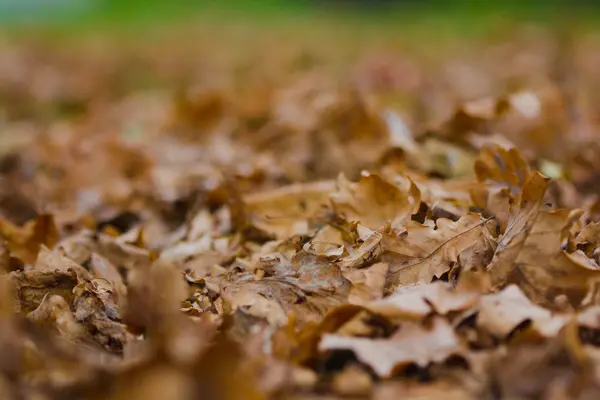 Fallen autumn leaves — Stock Photo, Image