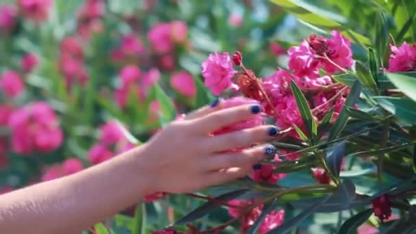 Femme main tenant une fleur — Video