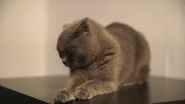 Lindo azul escocés plegable gato — Vídeos de Stock