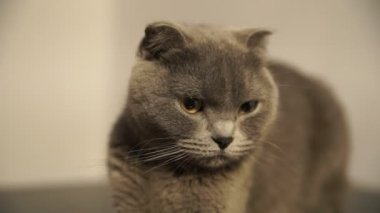 Şirin mavi İskoç fold kedi