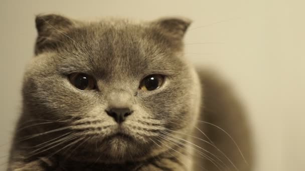 Mignon chat écossais bleu pliant 