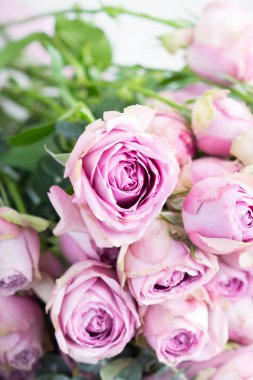 Pembe Şakayık gül