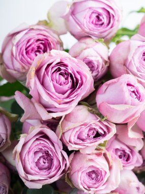 Pembe Şakayık gül