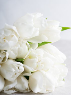 Beyaz Şakayık laleler