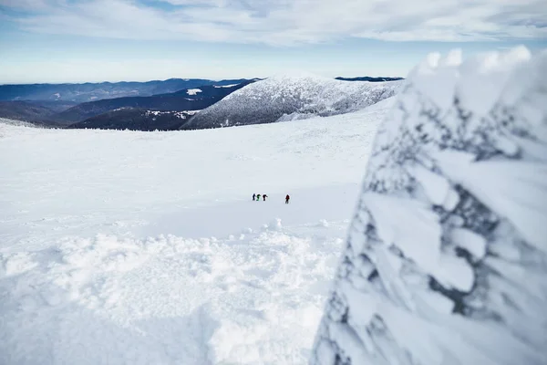 Grupa Alpinistów Spacerująca Wzgórzu Pokryta Świeżym Śniegiem Karpaty — Zdjęcie stockowe