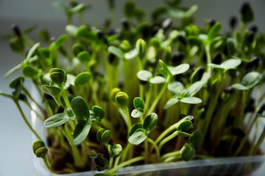 Mikro yeşil ayçiçekleri filizlenir. Filizler, mikro yeşiller. Sağlıklı yeme kavramı