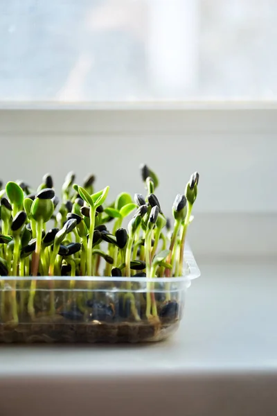 Micro Greens Tunas Bunga Matahari Tumbuh Mikrogreens Dewasa Konsep Makan — Stok Foto