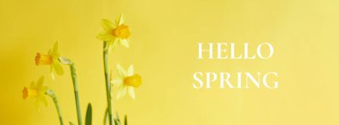 Merhaba bahar afişi. Sarı arka planda sarı nergis çiçekleri ve kopya alanı. Yumuşak sabah güneşinde bahar çiçekleri