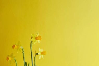 Merhaba bahar afişi. Sarı arka planda sarı nergis çiçekleri ve kopya alanı. Yumuşak sabah güneşinde bahar çiçekleri