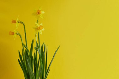 Sarı arka planda çiçek saksısında sarı nergis çiçekleri ve fotokopi alanı. Yumuşak sabah güneşinde bahar çiçekleri