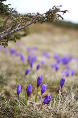 Bahar dağlarında Violet Crocus. Petros, Carpathian Dağları 'nda çiçek açan mor alp çiçekleri