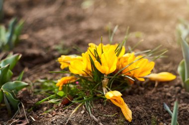 Güzel bahar çiçekleri. Crocus Çiçeği, bahar. İlkbahar ve ilk çiçekler. Şubat ya da Mart