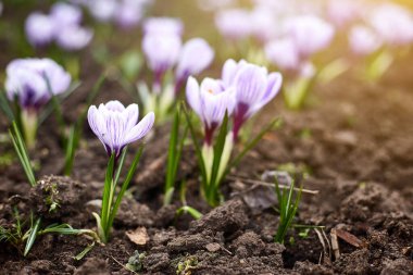 Güzel bahar çiçekleri. Crocus Çiçeği, bahar. İlkbahar ve ilk çiçekler. Şubat ya da Mart
