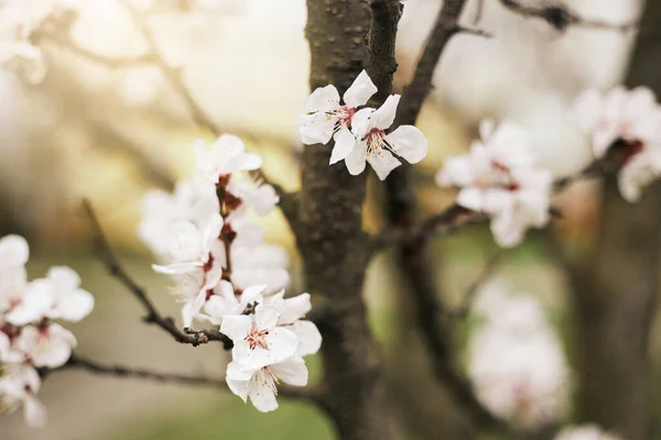 Apricot Flower Blossom. Early spring background