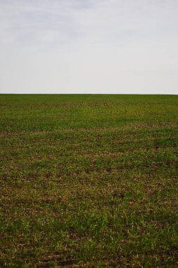 Baharın başında yeşil buğday tarlası. Tarım geçmişi. Kırsal alan