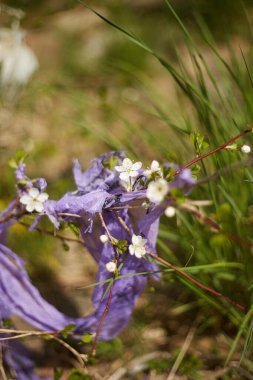 Kiraz çiçeğinin dalında plastik torba. Çayıra atılan plastik torba. Çevreyi kirletti