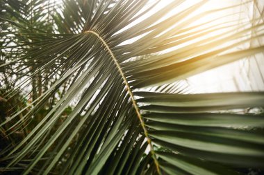 Yeşillik arka plan, yeşil doğa rengi bitki ve yaprak çevre yeşillik kavramı. yeşil yaprak ve güneş ışığı dokusu arkaplanı. 