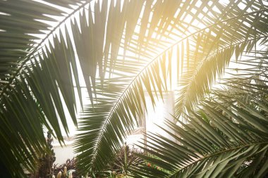 Yeşillik arka plan, yeşil doğa rengi bitki ve yaprak çevre yeşillik kavramı. yeşil yaprak ve güneş ışığı dokusu arkaplanı. 