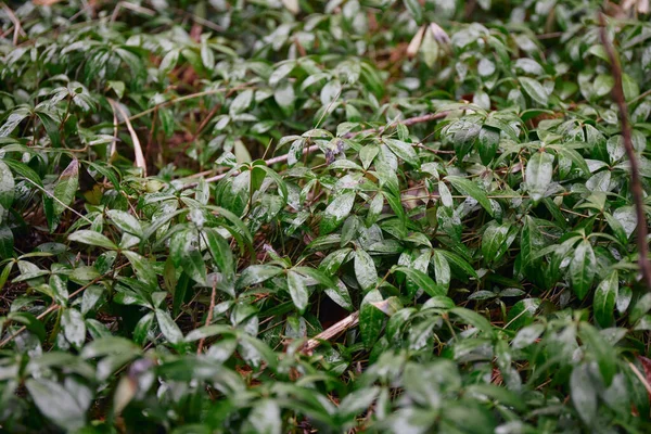 Groene Achtergrond Groene Kleur Van Natuur Plant Blad Milieu Groen — Stockfoto