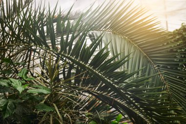 Yeşillik arka plan, yeşil doğa rengi bitki ve yaprak çevre yeşillik kavramı. yeşil yaprak ve güneş ışığı dokusu arkaplanı. 
