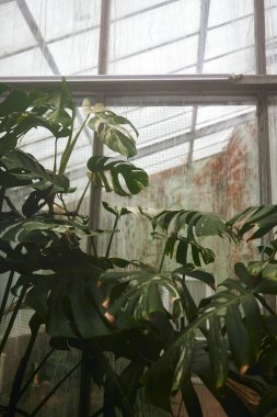 Eski moda portakallar. Egzotik bitki koleksiyonu. Kış bahçesi. Doğanın yeşil rengi bitki ve yaprak çevresi yeşillik kavramı. 