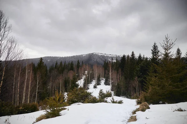 Spadający Śnieg Szczyty Górskie Pokryte Płatkami Śniegu Wczesna Wiosna Górach — Zdjęcie stockowe