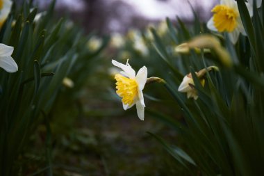 Nergis 'in bahar bahçesi. Baharda bir çiçek bahçesinde beyaz narsisler. çiçek tarlası