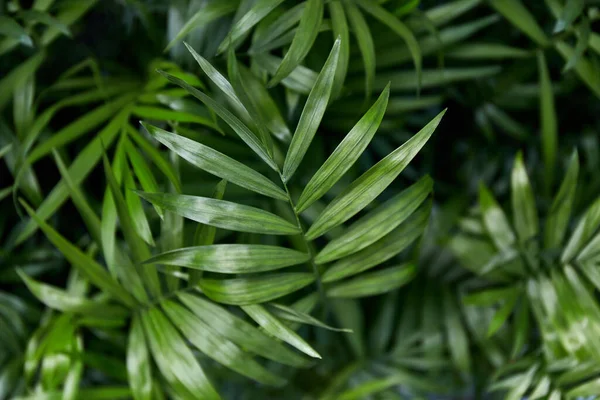Yeşil yapraklar arka plan. Tropik bitki dokusu