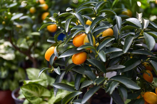 Serada yetişen dekoratif mandalina ağacı. Yeşil yapraklar arka plan. Tropik bitki dokusu