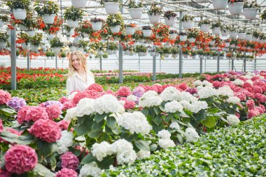 Güzel pembe çiçeklerin yanında duran mutlu, gülümseyen kadın. Renkli ortancaları olan endüstriyel sera. Seradaki genç sarışın bir kadın. Her yerde saksılarda çiçekler.