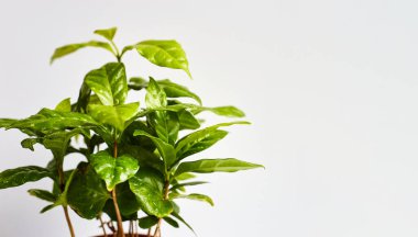 Botanik geçmişi. Saksıda ev bitkileri. Yeşillik ilham kaynağı. Boşluğu kopyala