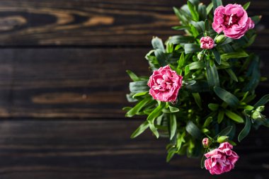 Botanik geçmişi. Saksıda ev bitkileri. Yeşillik ilham kaynağı. Boşluğu kopyala