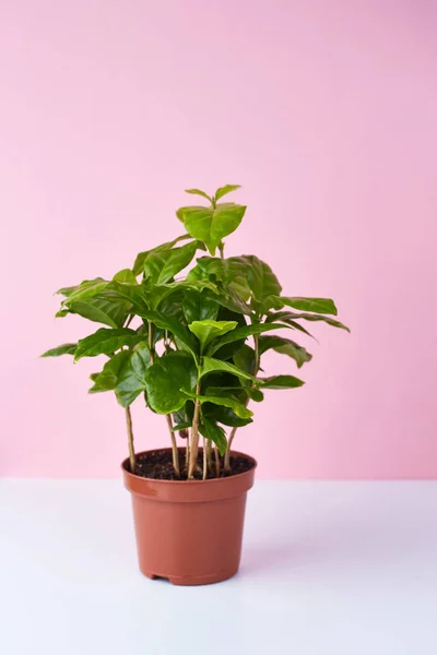 Botanische Achtergrond Kleine Koffieboom Pot Roze Witte Achtergrond Inspiratie Voor — Stockfoto