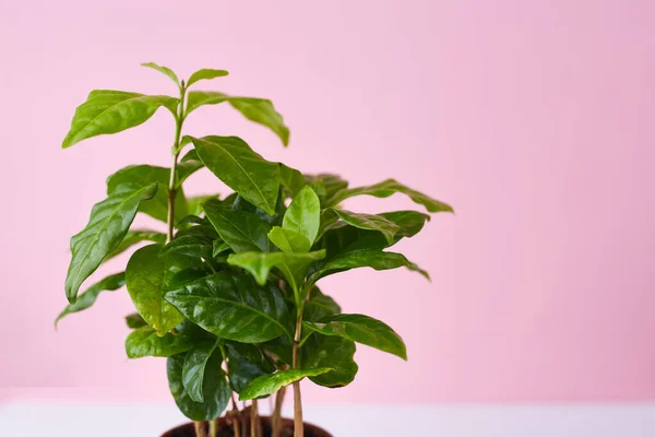 Fundo Botânico Pequena Árvore Café Vaso Fundo Branco Rosa Inspiração — Fotografia de Stock