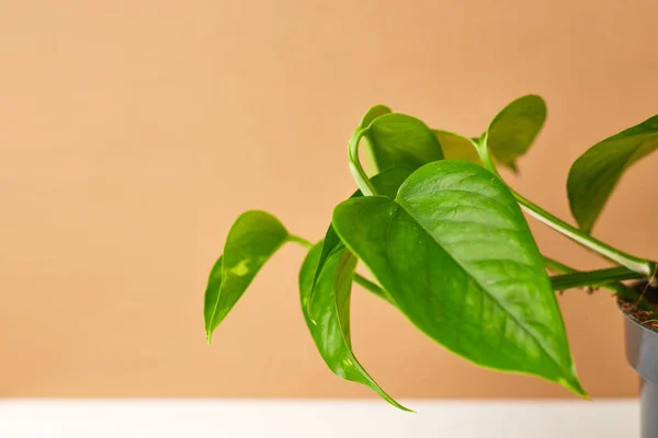 Botanische Achtergrond Kleine Kamerplant Pot Beige Witte Achtergrond Inspiratie Voor — Stockfoto