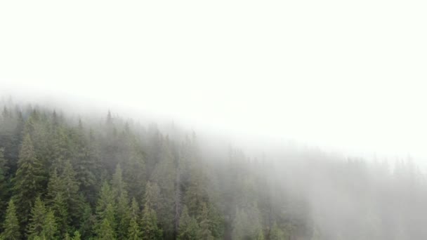 空中俯瞰着被云彩覆盖的松树林 喀尔巴阡山脉的云雾松林 雨后的雾 — 图库视频影像
