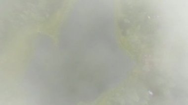 Yukarıdan aşağıya doğru uçan dron yağmur bulutlarının arasından uçarak güzel göl kenarındaki yeşil ormanın üzerinde yuvarlanıyor. Çam ağaçlığında sisli bir sabah, yukarıdan, bulutlu, sisli bir hava. Alçak bulutlarda uçmak gökyüzünde