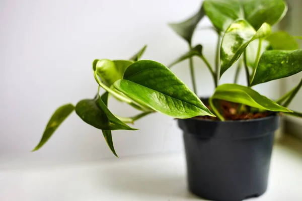 Echte Kamerplanten Pot Die Het Raam Staan Botanische Inspiratie Bloemen — Stockfoto