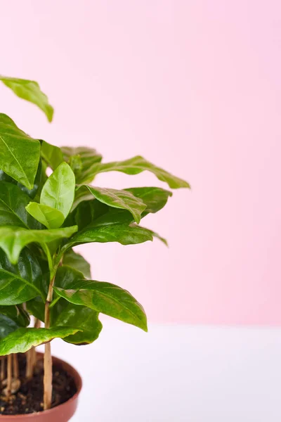 Fondo Botánico Pequeño Árbol Café Maceta Sobre Fondo Blanco Rosado — Foto de Stock