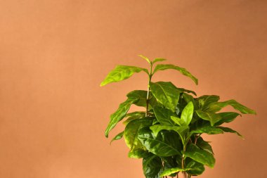 Botanik geçmişi. Bej beyaz arka planda demlikte küçük bir kahve ağacı. Yeşillik ilham kaynağı. Çiçek. Boşluğu kopyala