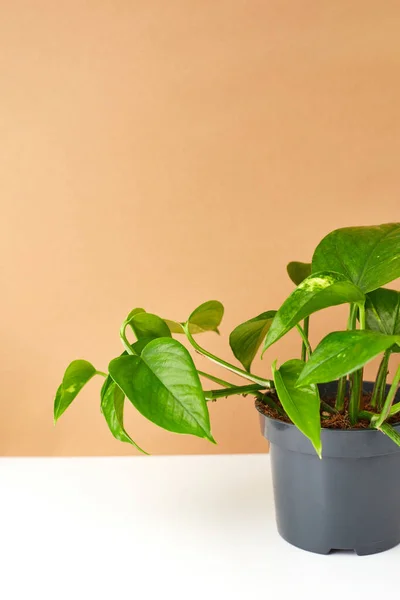 Fundo Botânico Pequena Planta Sala Vaso Fundo Branco Bege Inspiração — Fotografia de Stock