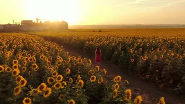 여자가 해바라기 밭에서 해바라기 풍경에는 해바라기가 커다란 노란색 — 비디오