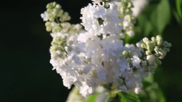 Gałęzie Kwitnących Białych Bzu Wiosennym Mieście Zachodzie Słońca Zamknij Się — Wideo stockowe