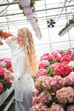 Güzel pembe çiçeklerin yanında duran mutlu, gülümseyen kadın. Renkli ortancaları olan endüstriyel sera. Seradaki genç sarışın bir kadın. Her yerde saksılarda çiçekler.