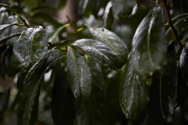 雨の後緑の葉 熱帯の葉の背景 緑の植物の質感 — ストック写真