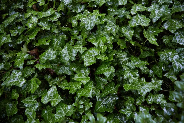 Πράσινα Φύλλα Μετά Βροχή Τροπικά Φύλλα Φόντο Πράσινη Φυτική Υφή — Φωτογραφία Αρχείου